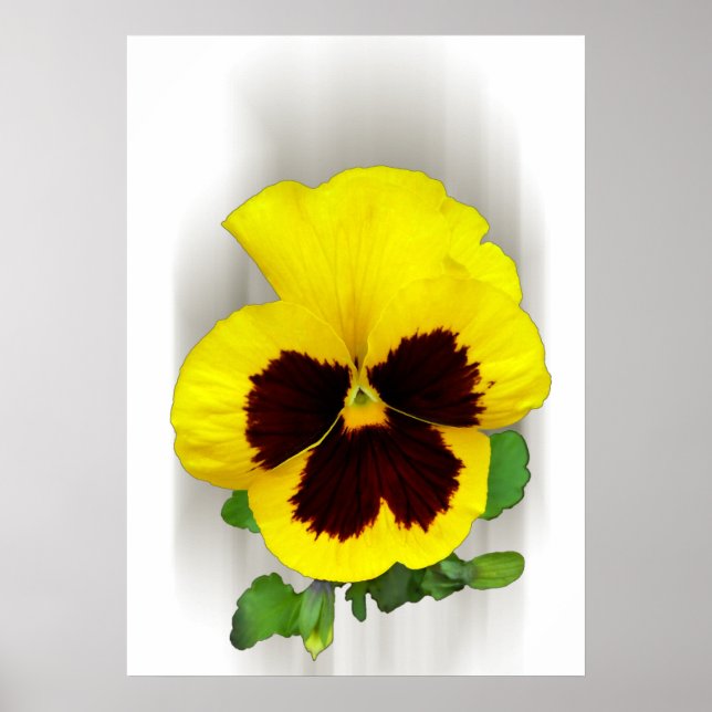 Póster pansor amarelo burgundy (Frente)
