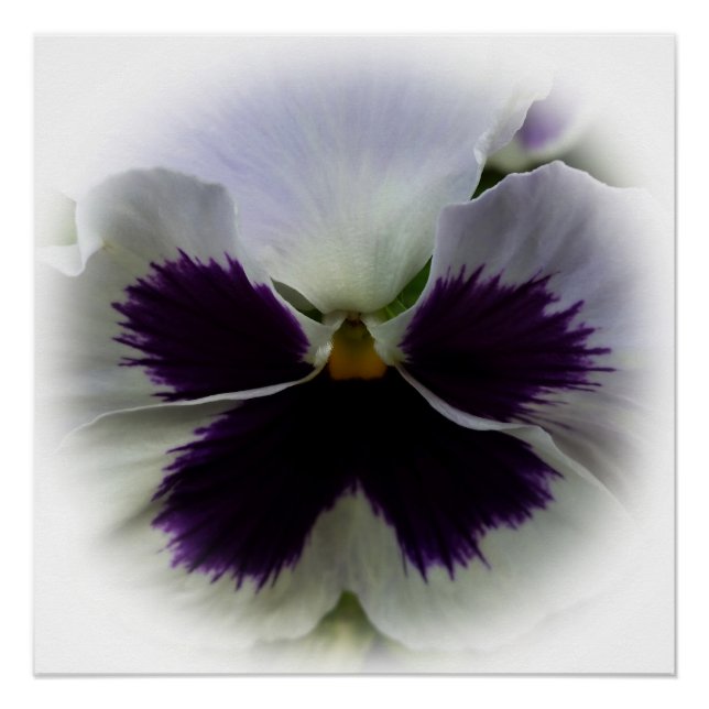 Póster Pansos roxos e brancos (Frente)