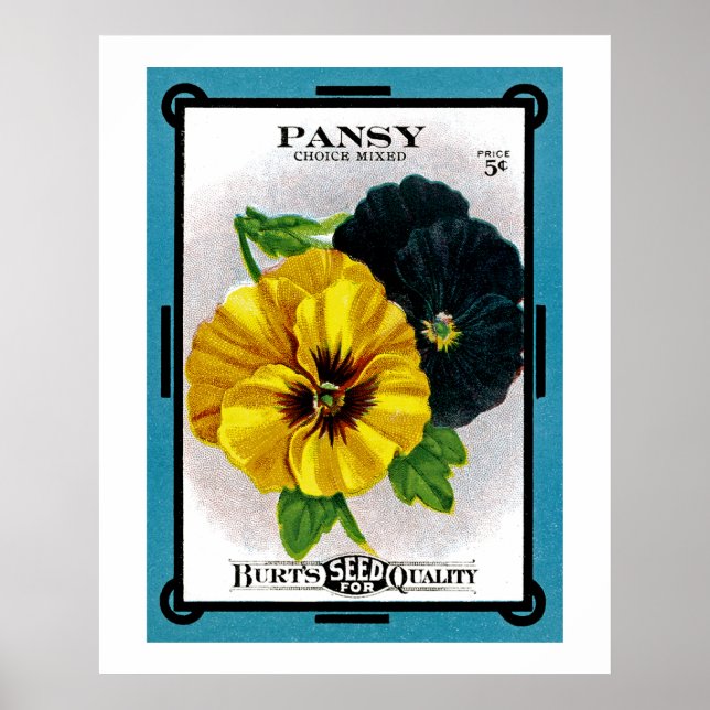 Póster Pansy (Frente)