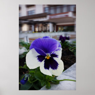 Poster Pansy na calçada
