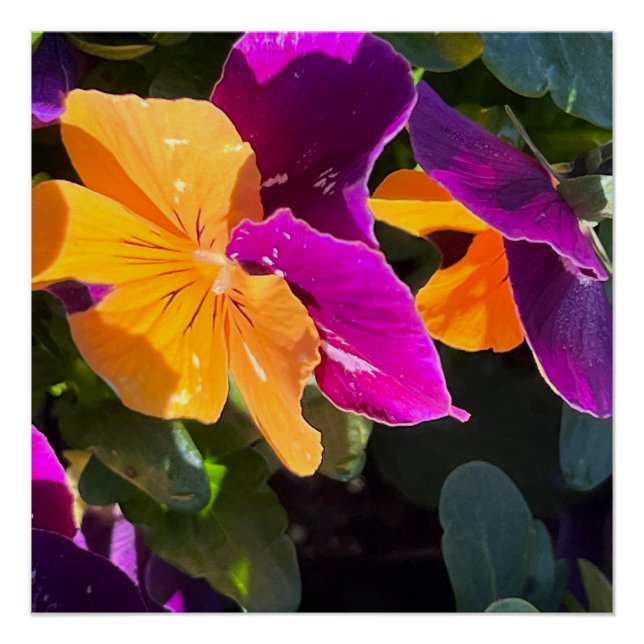 Póster Pansy Poster (Frente)