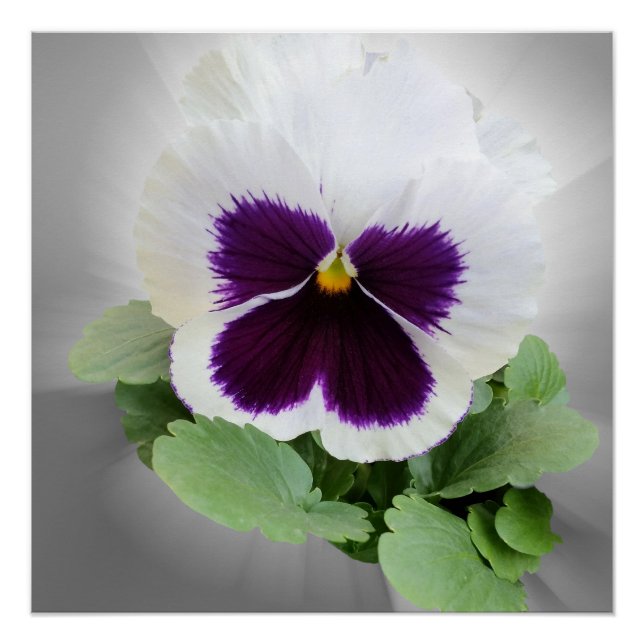 Póster Pansy roxo branco (Frente)