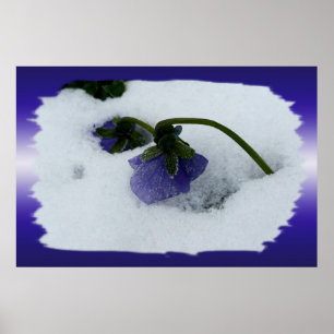 Poster Pansy roxo na neve
