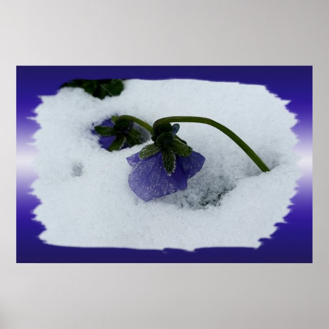 Poster Pansy roxo na neve (Frente)
