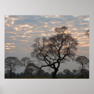 Poster Pantanal Wetlands   América do Sul, Brasil