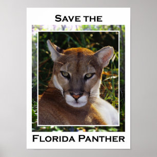 Póster Pantera da Flórida