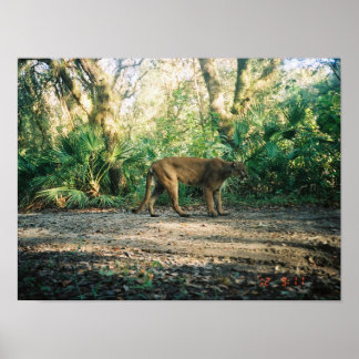 Poster Pantera da Flórida na floresta