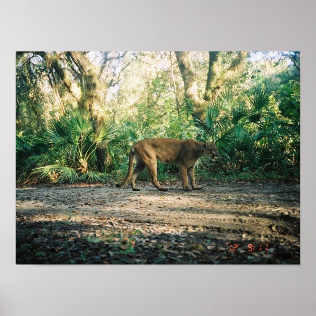 Poster Pantera da Flórida na floresta (Frente)