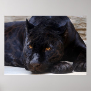 Poster Pantera Negra