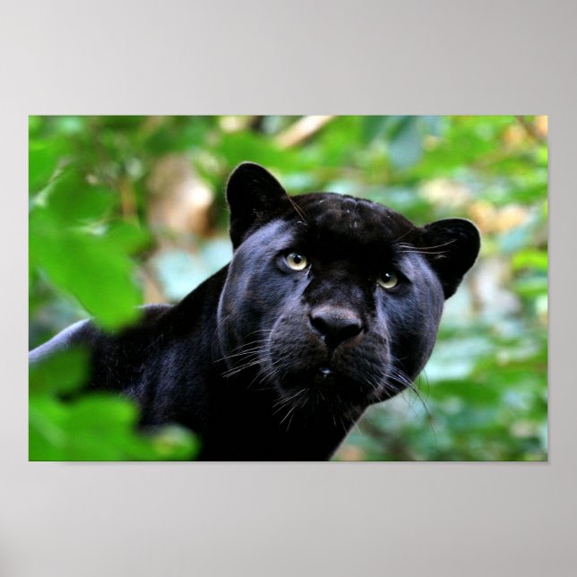 Póster Pantera Negra (Frente)