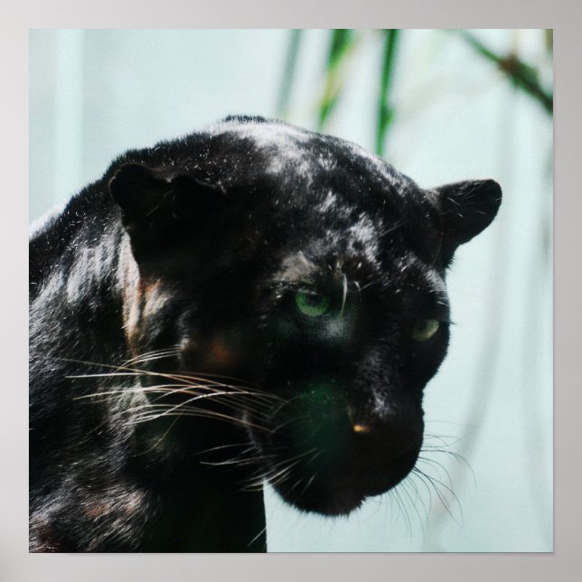 Poster Pantera Negra Gorda (Frente)