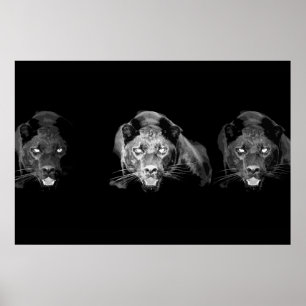 Poster Pantera Negra Selvagem Olhos de Gato Jaguar Pretos