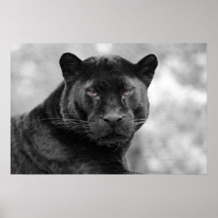 Póster pantera preta
