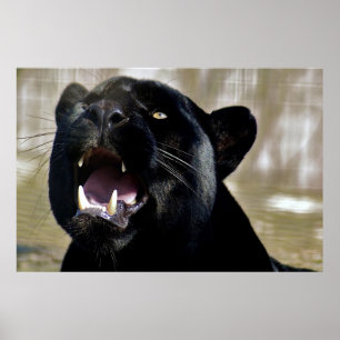 Poster Pantera Preta