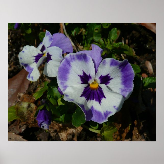 Poster Panteras roxas e brancas Floral colorida (Frente)