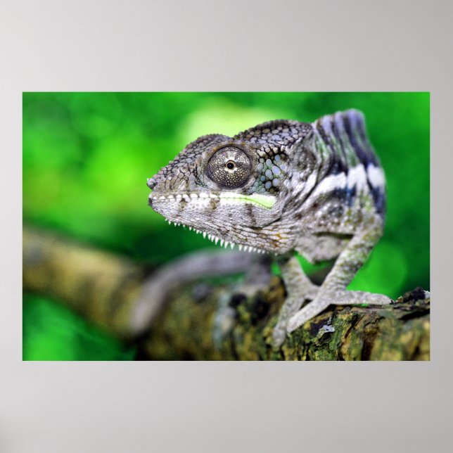 Poster panther chameleon (Frente)
