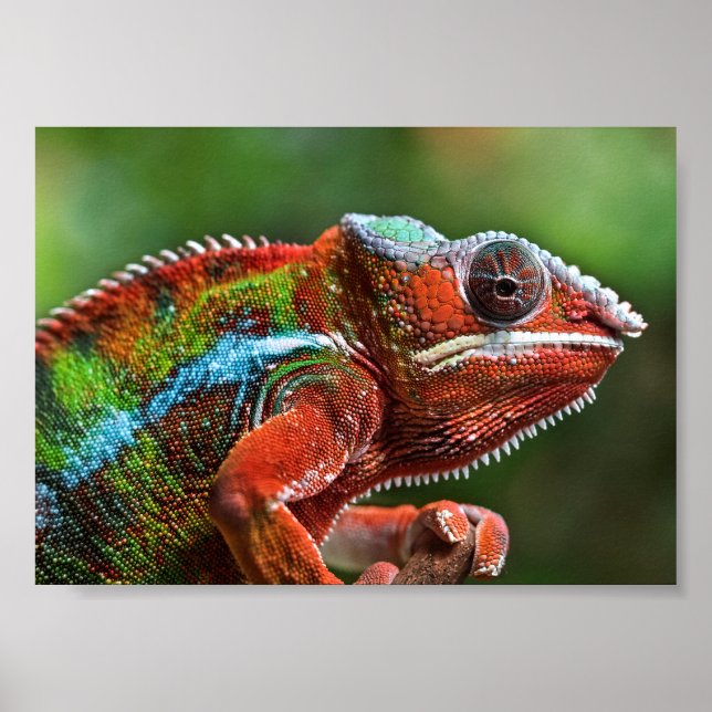 Poster Panther chameleon (Frente)