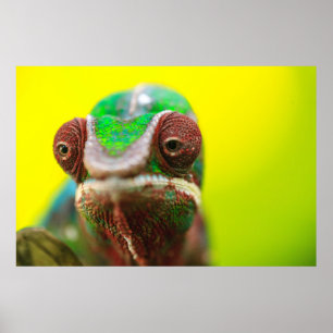 Poster Panther Chameleon, Madagascar