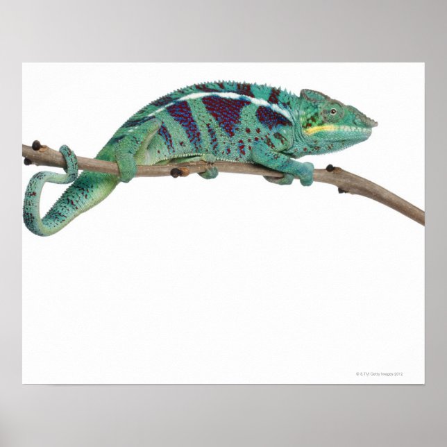 Poster Panther Chameleon Nosy Be (Furcifer pardalis) (Frente)