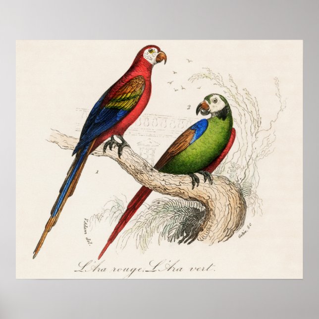 Poster Papagaio (Frente)
