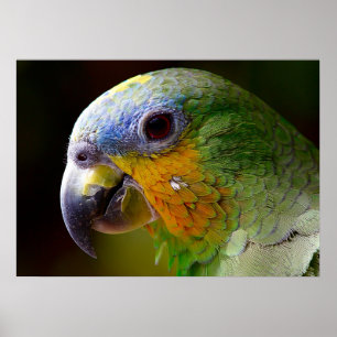 Poster Papagaio