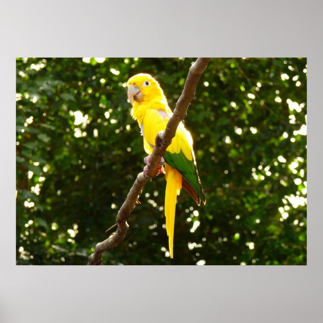 Poster Papagaio Amarelo (Frente)