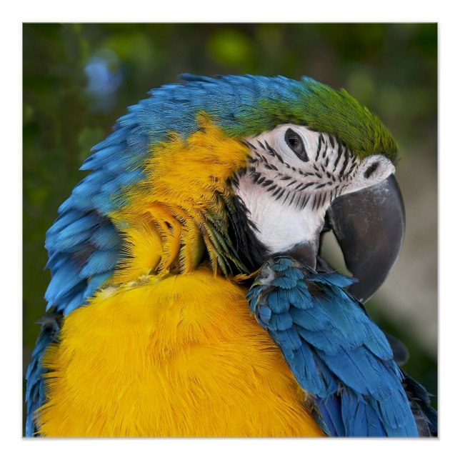 Póster Papagaio Azul E Dourado (Frente)