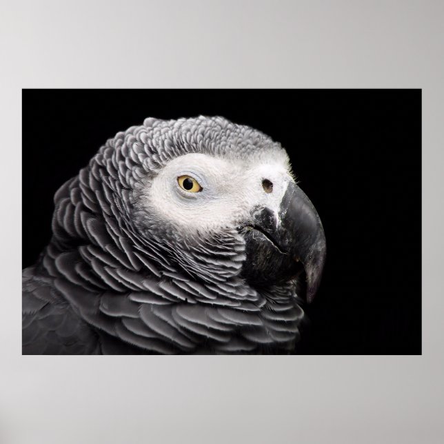 Poster Papagaio-Cinza africano (Frente)