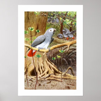 Poster Papagaio-Cinza africano
