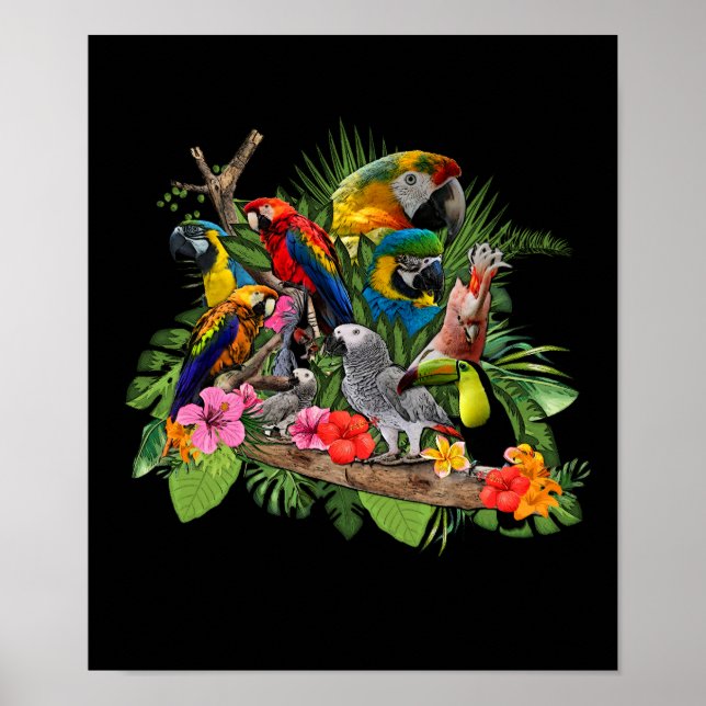 Poster Papagaio-Cinza-Papagaio-Papagaio-Cockatiel (Frente)