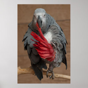 Poster Papagaio cinzento