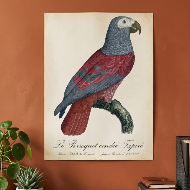 Poster Papagaio Cinzento Africano Fator Vermelho Psittacu (African Grey Parrot Red Factor Psittacus Erithacus. Poster)
