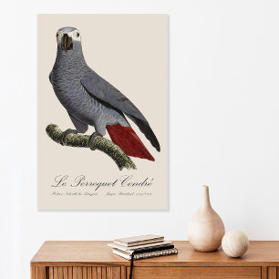Poster Papagaio cinzento africano, Psittacus erithacus, v