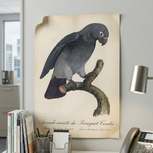 Poster Papagaio-Cinzento-de-Timneh, Psittacus Timneh