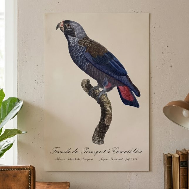 Poster Papagaio-cinzento ou Pionus-cinzento, Pionus fuscu (Dusky Parrot or Dusky Pionus, Pionus fuscus. Poster)