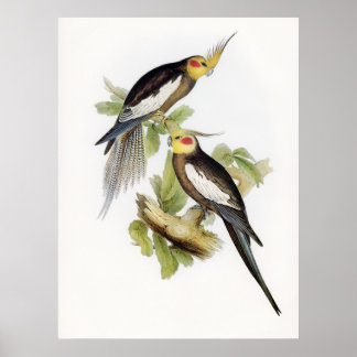 Poster Papagaio Cockatoel Art