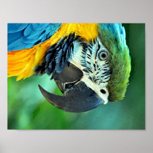 Póster Papagaio colorido do macaw
