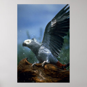 Poster Papagaio das cinzas africanas no chá da mangueira