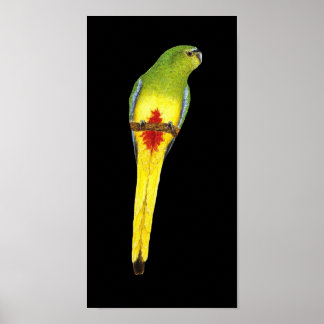 Poster Papagaio-de-barriga-laranja - Neophema crisogaster