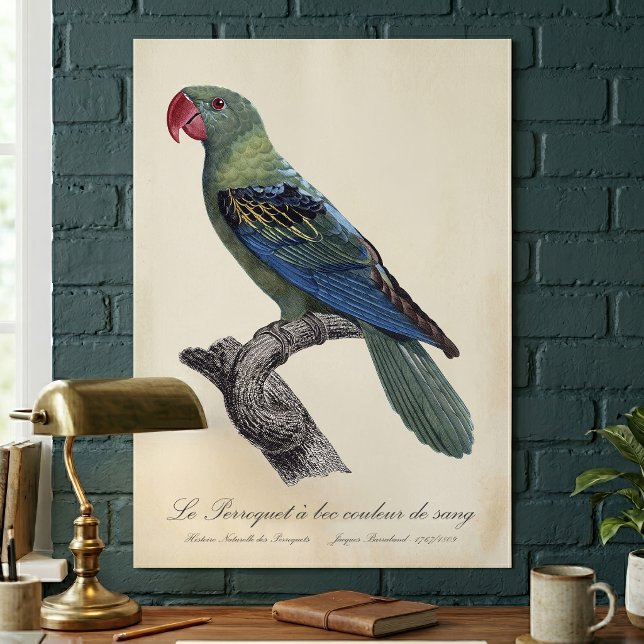 Poster Papagaio-de-bico-largo, Tanygnathus Megalorynchos (Great-Billed Parrot, Tanygnathus Megalorynchos. Poster)