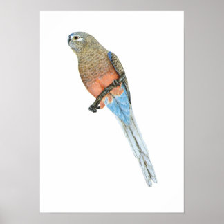 Poster Papagaio de Bourke - Neophema bourkii