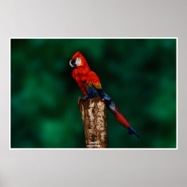 Póster Papagaio de Johannes Stötter