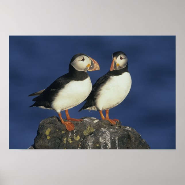 Póster Papagaio-do-mar (Frente)
