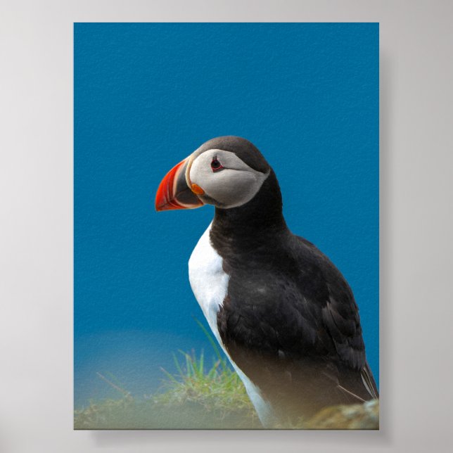 Poster Papagaio-do-mar (Frente)