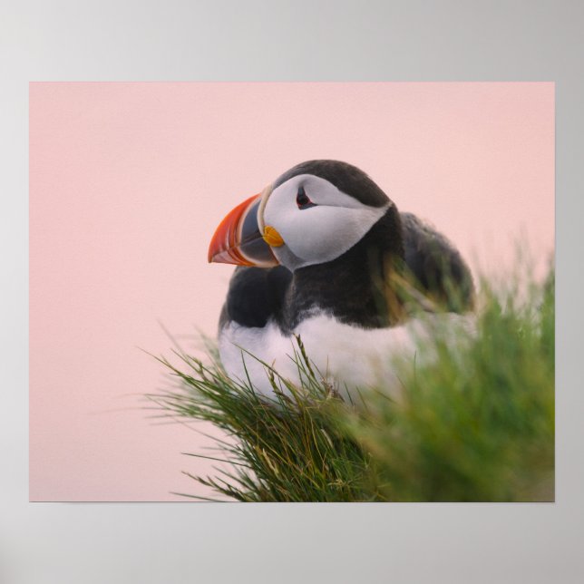Póster Papagaio-do-mar (Fratercula arctica) (Frente)
