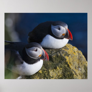 Póster Papagaio-do-mar (Fratercula arctica) 7