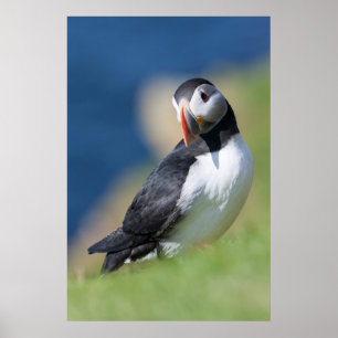 Poster Papagaio-do-mar (Fratercula Arctica) no penhasco 2