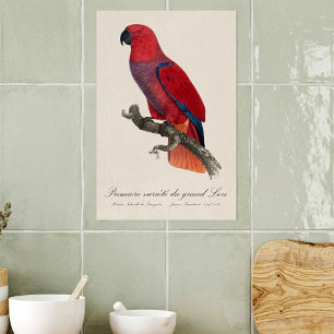 Poster Papagaio-do-molque-vosmaer, Eclectus Roratus Vosma