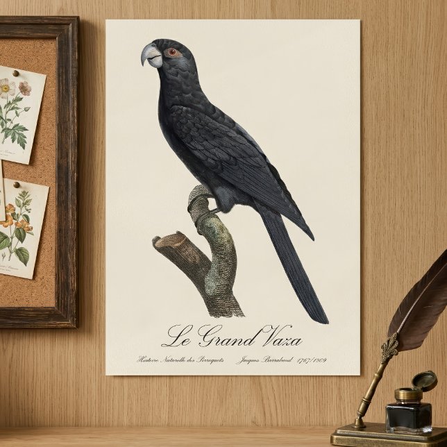 Poster Papagaio-do-vasa-maior, Coracopsis Vasa Ilustração (Greater Vasa Parrot, Coracopsis Vasa Illustration. Poster)