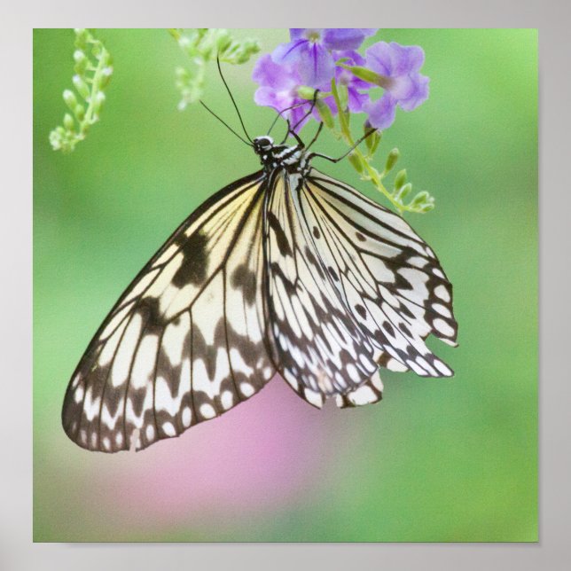 Póster Papagaio em verde e roxo (Frente)